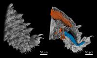 Nano-CT Images of a Velvet Worm Leg