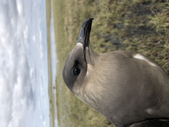 Parasitic Jaeger Seabird