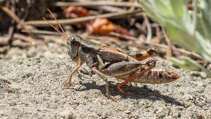 Rocky Mountain grasshopper