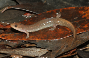 D. pascagoula from Franklin Creek, Mobile Co., Alabama