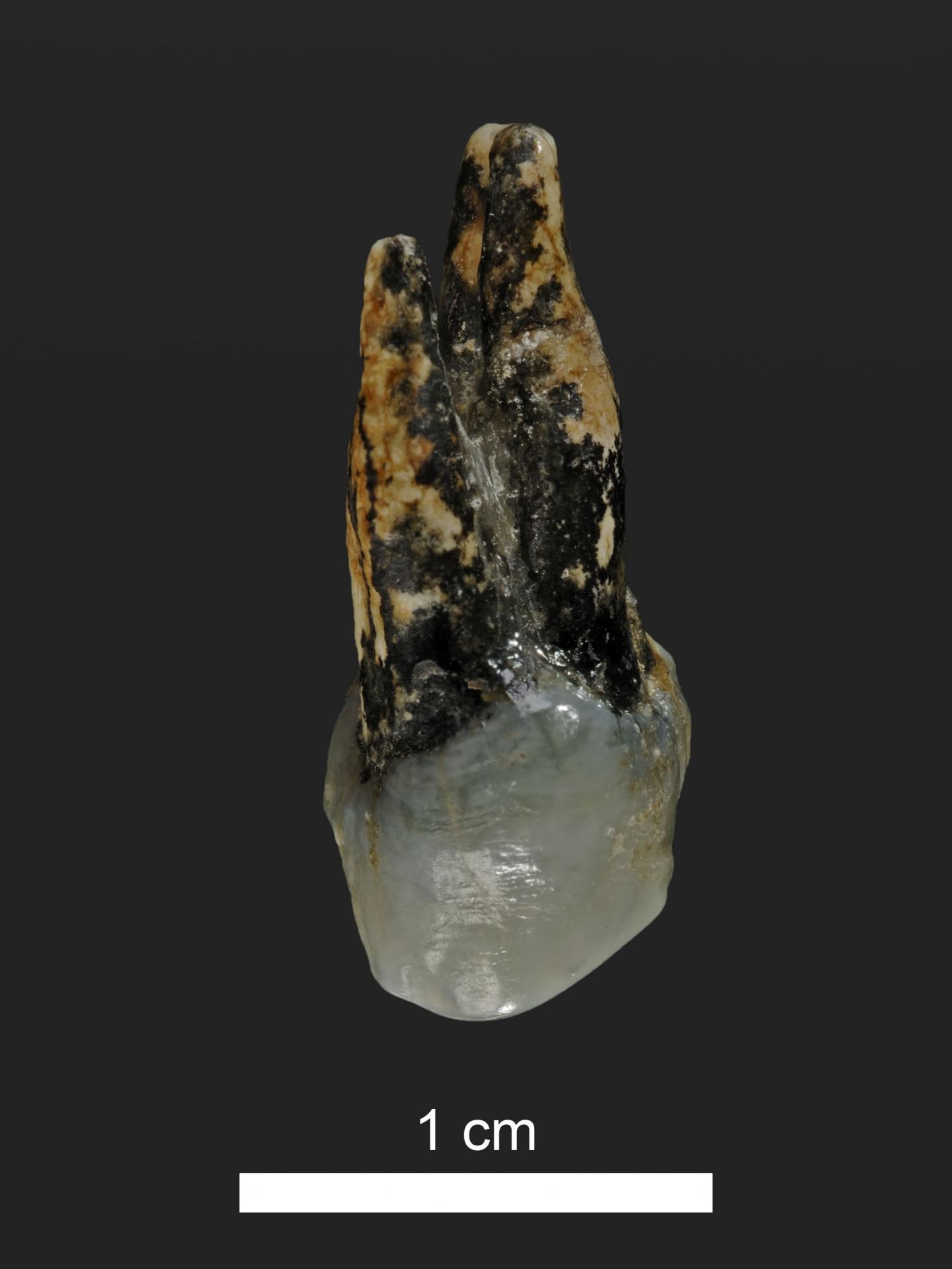 Upper Premolar of Graecopithecus
