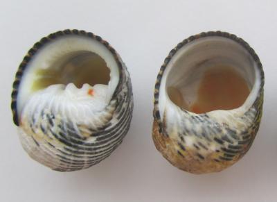 Unremodeled and Remodelled Shells