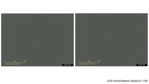 Comparison of the replication of GFP-marked SARS-CoV-2 virus in cell culture