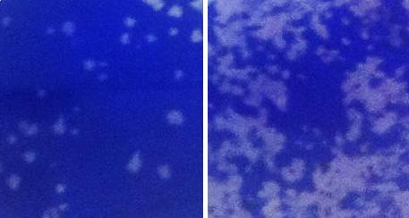 Required for Survival