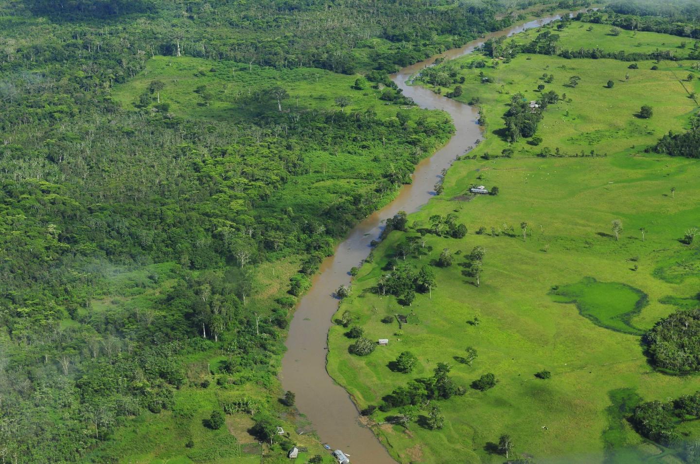 Amazon rainforest and agriculture