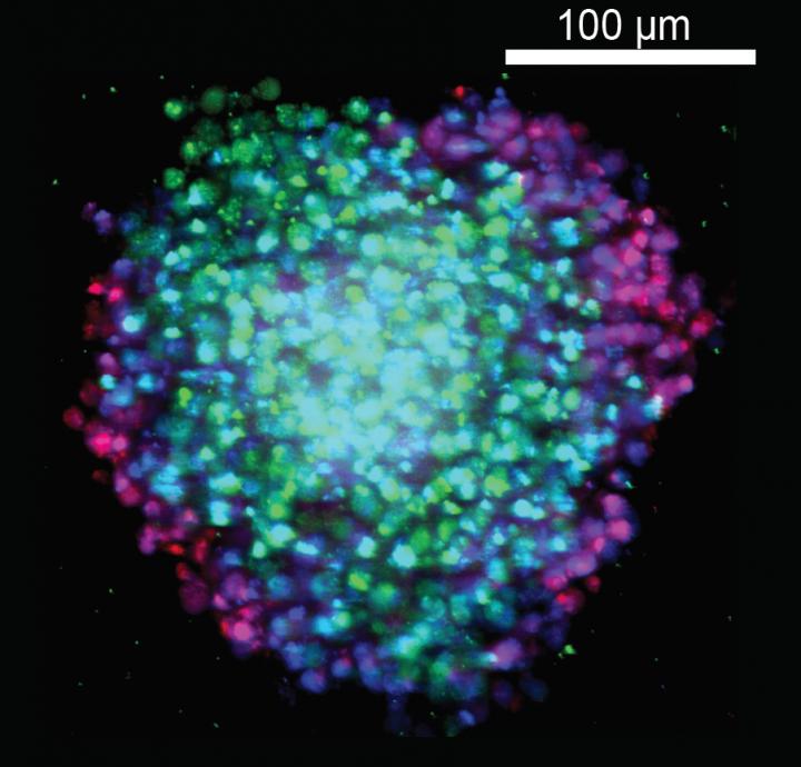 BxPC-3-KRASWT Cell Line