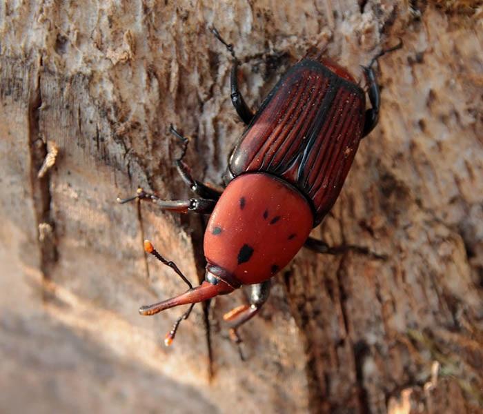 Red Palm Weevil