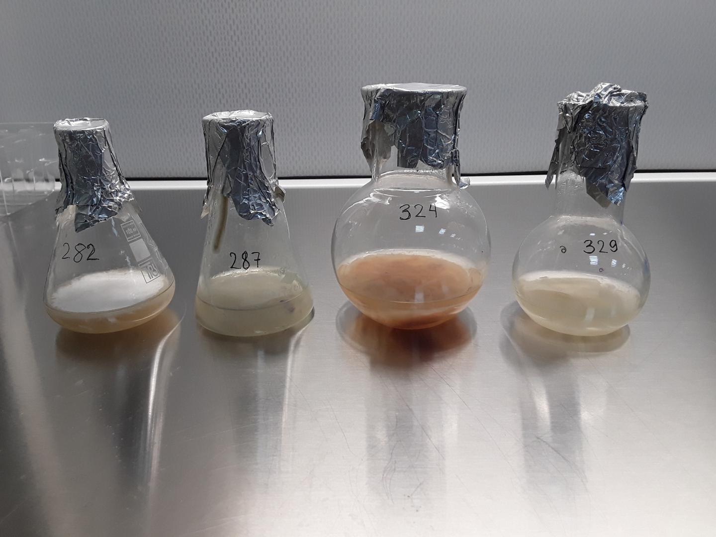 Cultures of different strains of the fungus Fusarium oxisporum f. sp. lini