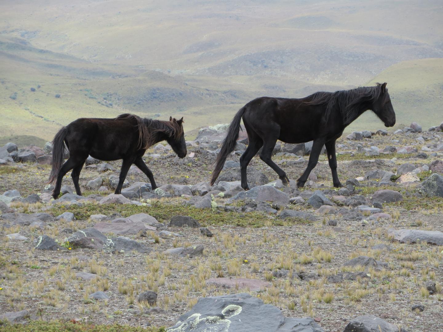 Wild Introduced Horses in Cotopaxi, Ecuador.