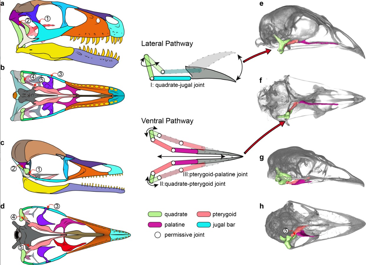 Comparison of skull morphology of dinosaurs, Yuanchuavis, and modern birds, demonstrating that key components of the two chains of skull bones critical for cranial kinesis are lacking in Yuanchuavis and dinosaurs