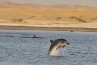 Bottlenose Dolphins on the Coast of Namibia