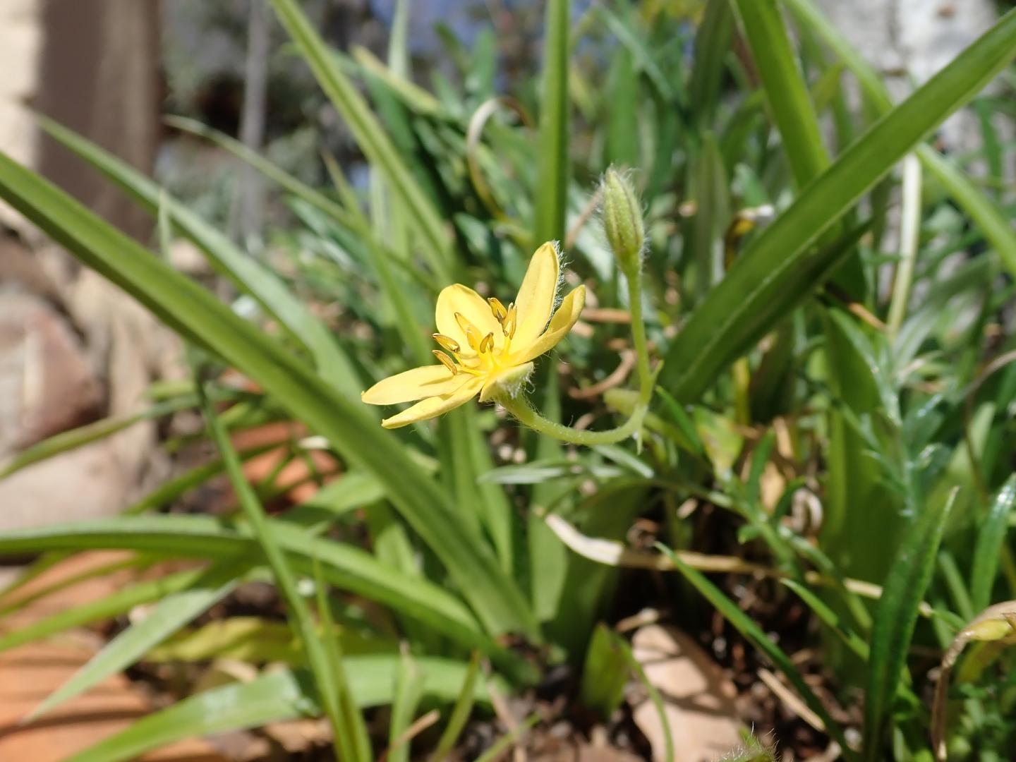 <em>Hypoxis angustifolia</em>