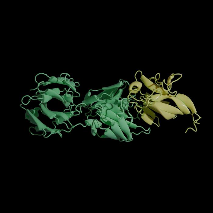 A predicted interaction between a human antibody (in green; FLD194) and an avian influenza HA protein (in yellow; GISAID: EPI3158642).