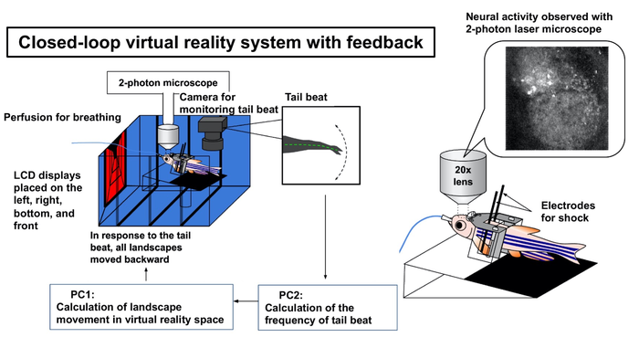 Virtual reality swimming for fish