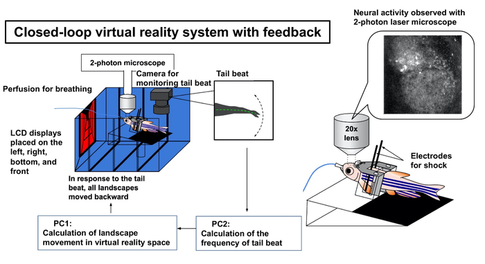 Electric Fish In Augmented Reality Reveal How Animals Actively