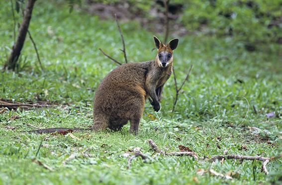 Swamp Wallaby