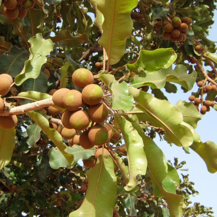 Shea Tree Nuts
