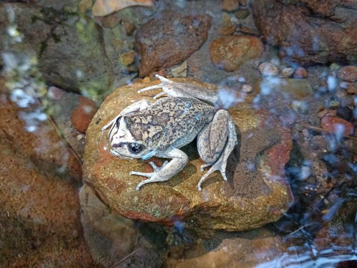 A female individual of Alsodes vittatus