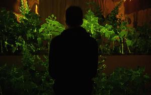 Scientist Karen Sarkysian observes his glowing plants