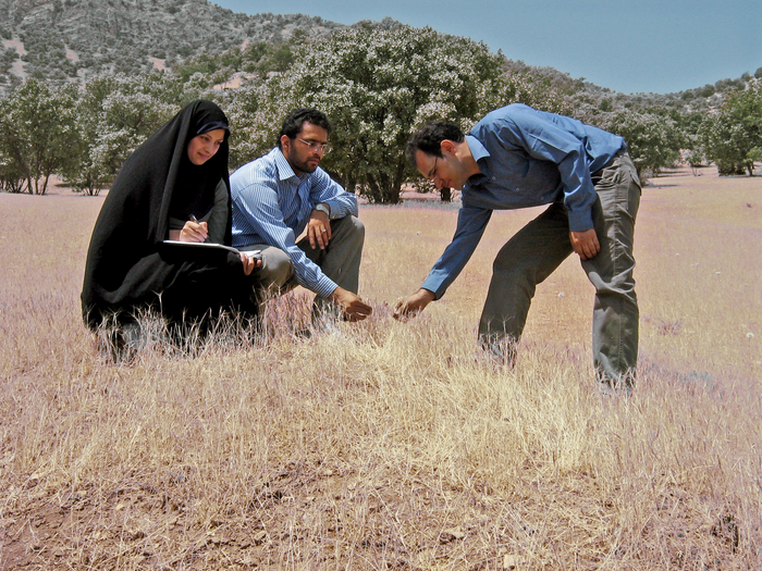 Researchers on a wild wheat relatives foraging trip in the central Zagros mountains in western Iran