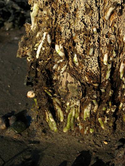 Infested Pier Pole in the Swedish Province of Bohuslän
