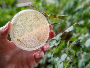 A sample of a microbe collected on Penn State’s University Park campus grows on an agar plate