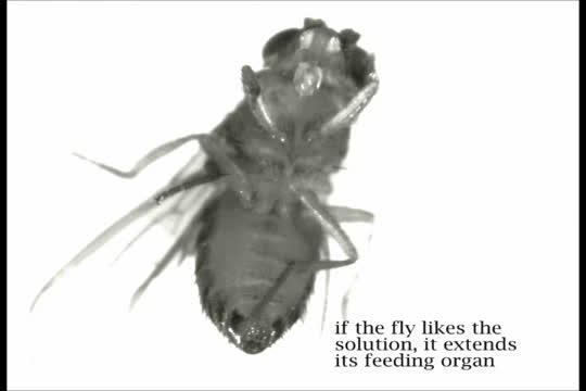 Testing Flies' Food Preferences