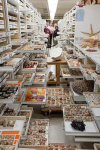 Smithsonian Invertebrate Zoology Collections