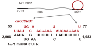 circCCNB1 can bind to the TJP1 mRNA