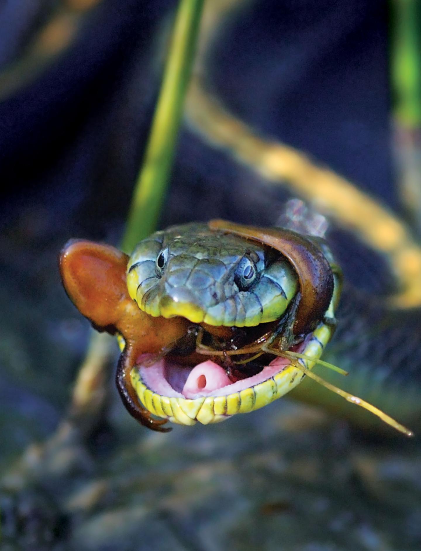 Garter Snake and Newt