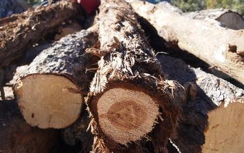 Truckload of Fuel Wood Harvested from the Pinyon-Juniper Woodlands of Utah by Local Tribal Members