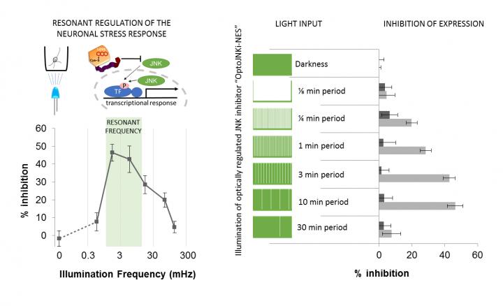 Resonant Regulation of the Neuronal Stress Response