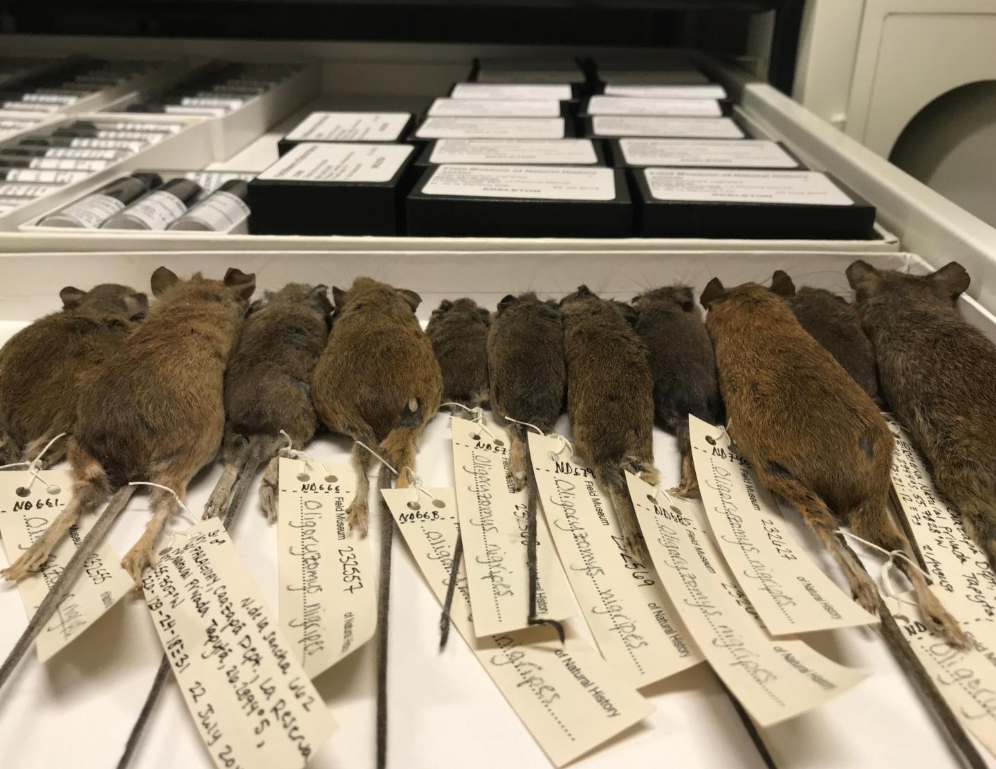 Rodent Specimens