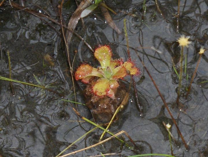 The Herb Species <i>Drosera roraimae</i>