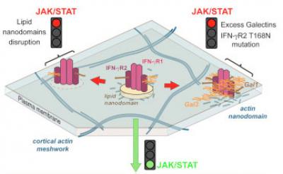 How Membrane Receptors Are Blocked