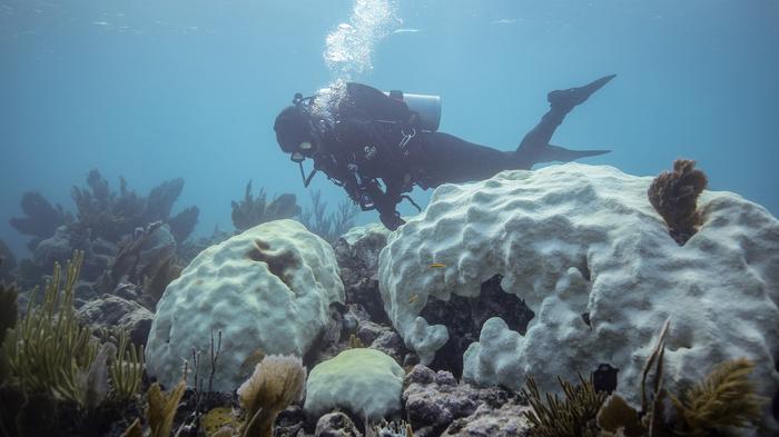 Shedd Research Team Survey Extend of Coral Mortality in Florida