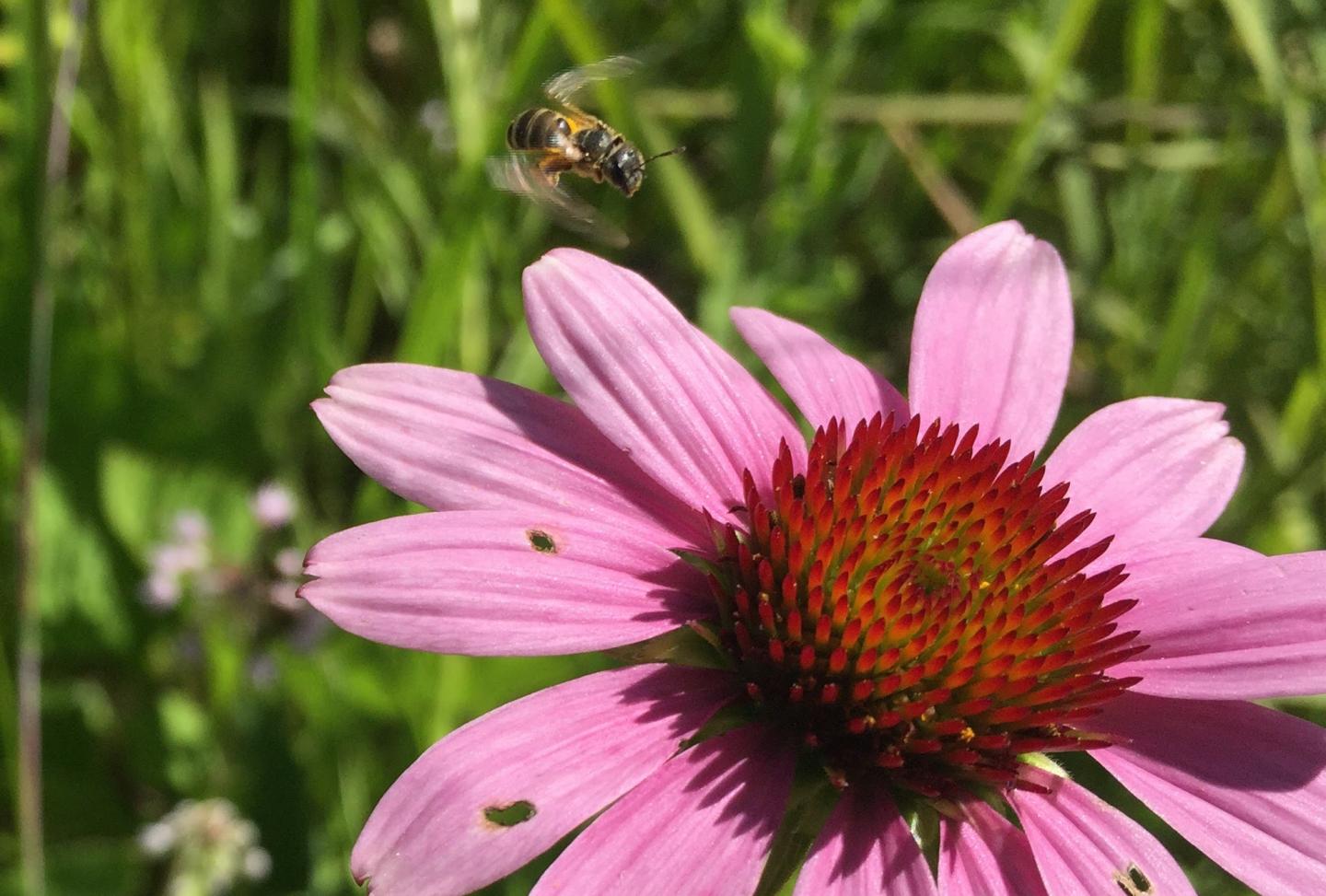 Bee on Flower