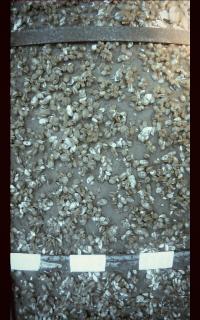 Quagga mussels colonize the bottom of Lake Michigan (80 m depth) at a density of nearly 10,100 per m2.