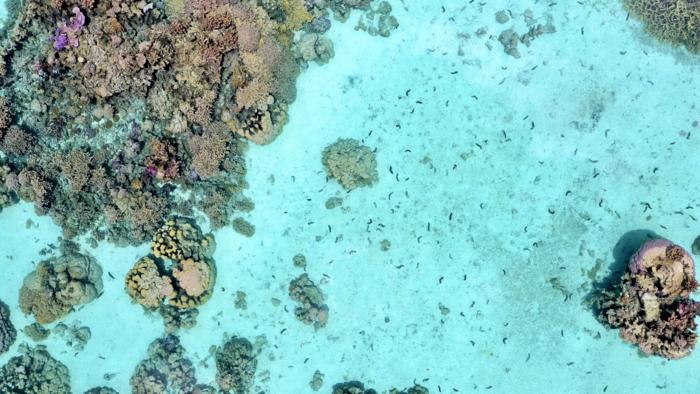 ‘Janitors’ of the Sea: Overharvested sea cucumbers play crucial role in protecting coral