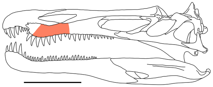 The skull of a spinosaurid dinosaur