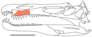 The speed at which spinosaurid dinosaur teeth were replaced accounts for their overabundance in Cretaceous sites - EurekAlert