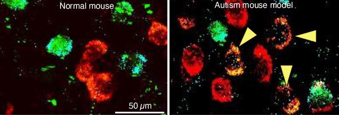 Neurotransmitter switching