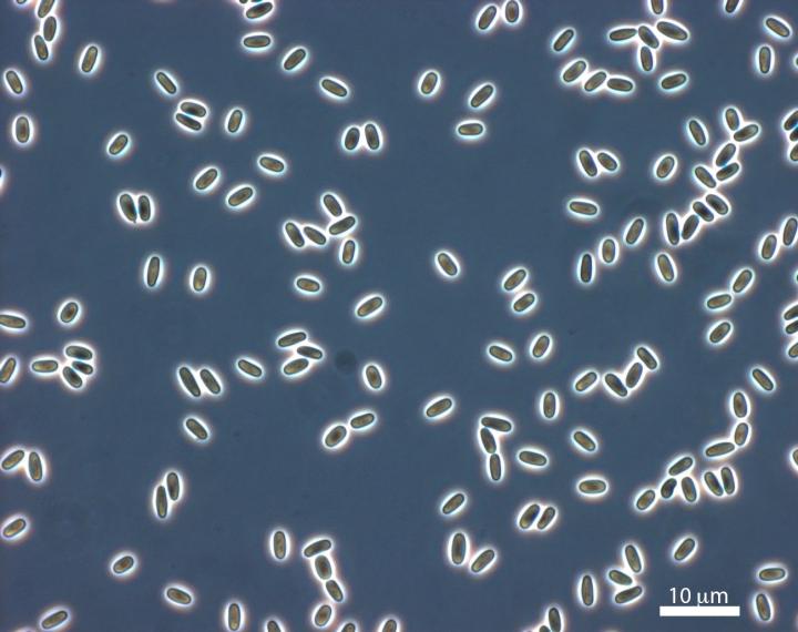 Microsporidian Spores