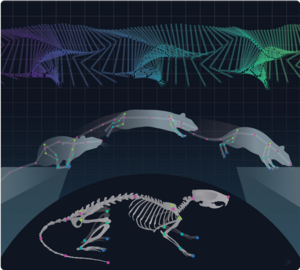 Anatomically Constrained Model