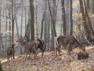 Red Deer Rely on Their Body Fat to Survive the Winter