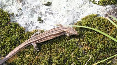 First Supper Is a Life Changer for Lizards (2 of 3)