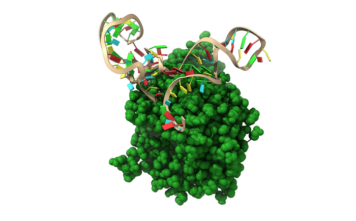 Docking simulation for the identified aptamer with human ACE2