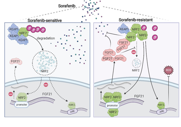 Scheme indicating the roles of FGF21 and NRF2 signaling in sorafenib resistance in HCC