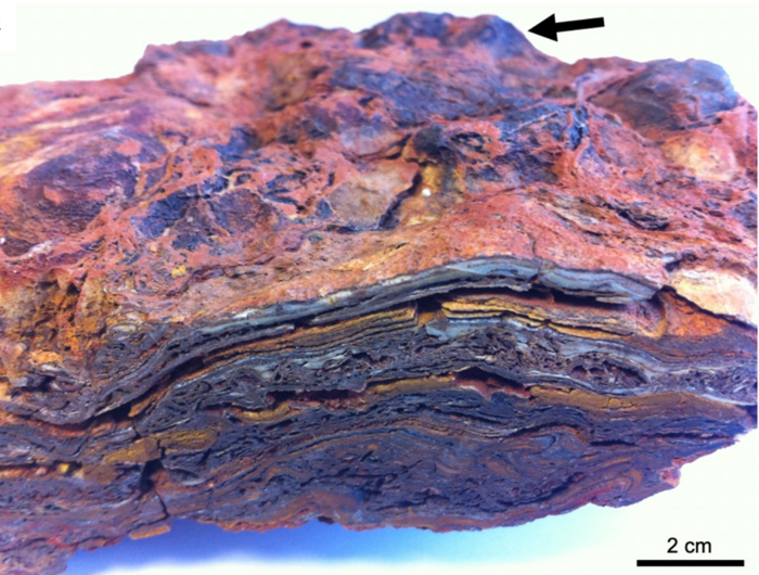 Hand sample of Dresser Formation stromatolite