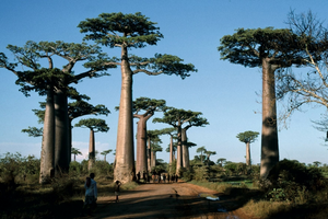 Island’s rich biodiversity